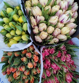Тюльпаны пионовидные
